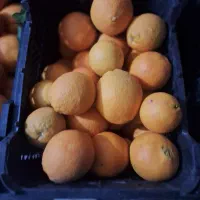 فروش پرتقال با قیمت مناسب