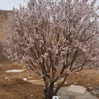 آب قنات ورده