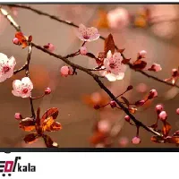 تلویزیون توشیبا اصلی