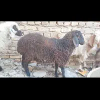 بره زابل وبره شیر|حیوانات مزرعه|زابل, |دیوار