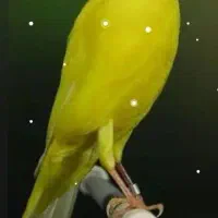 قناری