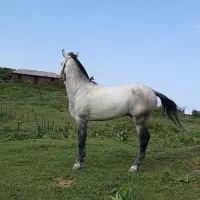 اسب|اسب و تجهیزات اسبسواری|چابکسر, |دیوار