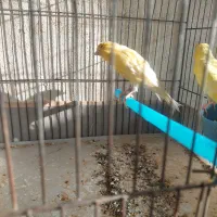 قناری ماده|پرنده|مرودشت, ابوذر شمالی‎|دیوار