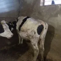 گاو آبستن یک ماه مانده تا زایمان