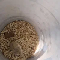 همستر|موش و خرگوش|بندرعباس, |دیوار