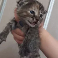 واگذاری گربه