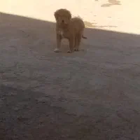 واگذاری توله