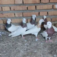 کبوتر طوقی 6تا باهم پاک معاوضه مرغ خروس بزغاله|حیوانات مزرعه|گنبد کاووس, |دیوار