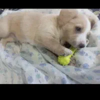 سگ شتیزو قیمت ۵میلیون تومان