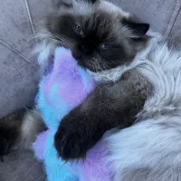 گربه پرشین و اسکاتیش