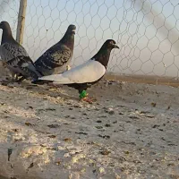 10تا کفتر بم فریمان|پرنده|قلندر آباد, |دیوار