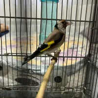 سهره ماده|پرنده|پردیس, فاز ۱|دیوار