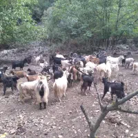 بز داشتی