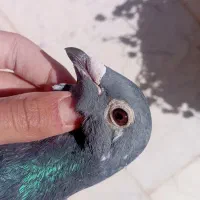 کفتر یا کبوتر|پرنده|فردوس (خراسان), |دیوار