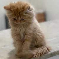 پانسیون گربه