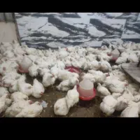 مرغ 109000 به قیمت تعاونی|حیوانات مزرعه|کوهدشت, |دیوار