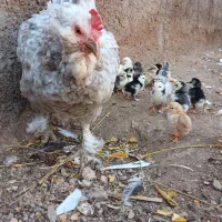 جوجه گلین/گلین/تخم گلین/تخم مرغ نطفه دار|حیوانات مزرعه|ساوه, |دیوار