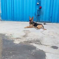 واگذاری سگ ژرمن