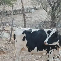 فروش گاو اصیل واروم وشیرده ابستن