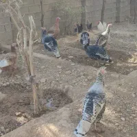 بوقلمون