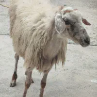گوسفند فروشی