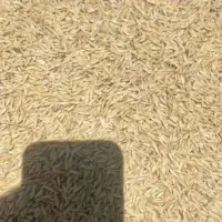 جوآبی شش پر