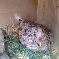 تخم مرغ گلین پنگوئن  نطفه دار|حیوانات مزرعه|قم, قلعه عموحسین|دیوار