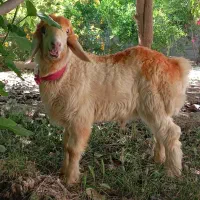 وسایل اشبز خانه