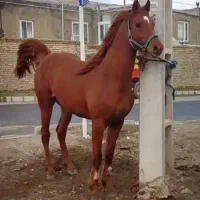 اسب سیلمی عرب