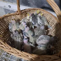 عروس هلندی سرلاکی برای فول دستی شدن