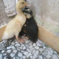 جوجه اردک بیست وسه روزه