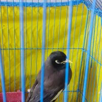 پرنده|پرنده|بم, |دیوار