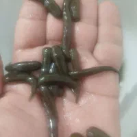 فروش زالو برای پرورش