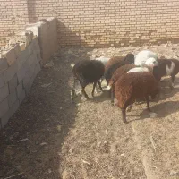 بره سبک وزن آماده پروار|حیوانات مزرعه|قاسم‌آباد (خواف), |دیوار