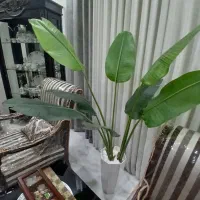 درختچه|گل مصنوعی|اهواز, نبوت|دیوار