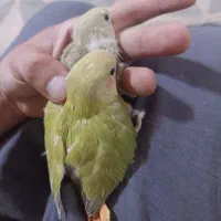 جوجه کوتوله برزیلی نرمه خور دستی|پرنده|شیراز, شهرک فرهنگیان|دیوار