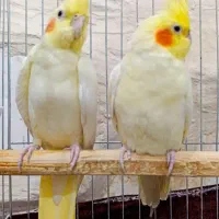 حمیدیه شبیشه