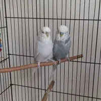 مرغ عشق انگلیسی‌ مولد