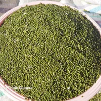 ماش وکاه ماش وماش شکسته