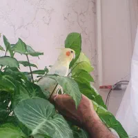 عروس هلندی لوتینو ماده