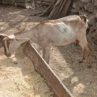 بز صلاله سومالی