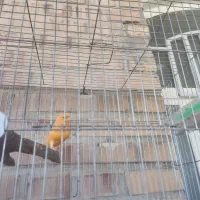 قناری نر|پرنده|رامهرمز, |دیوار