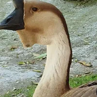 قو غاز و تعدادی تخم قوغاز