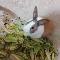 خرگوش سالم|موش و خرگوش|برازجان, |دیوار