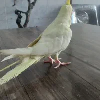 عروس هلندی|پرنده|مشهد, قائم|دیوار