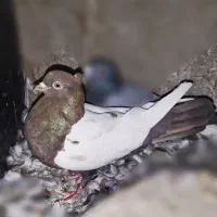 سینه شکلاتی ماده کلاهی|پرنده|بم, |دیوار