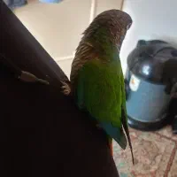 طوطی گرینچیک|پرنده|تهران, مینای شمالی (مخبر)|دیوار