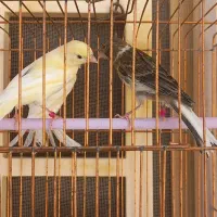 فروش جوجه قناری