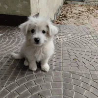 فروش سگ|سگ|گلبهار, شهر جدید گلبهار|دیوار