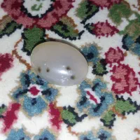 نگین شجر|جواهرات|جیرفت, |دیوار